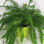fougere de boston - cache pot lime
